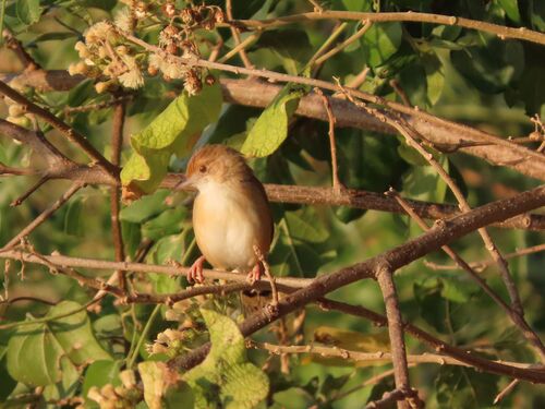 Red-faced Cisticola (Cisticola erythrops), photo 4