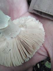 Amanita strobiliformis