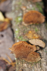 Polyporaceae