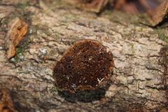Polyporaceae