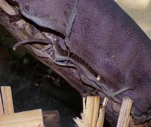 Sinaloan Nightsnake