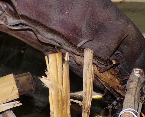 Sinaloan Nightsnake