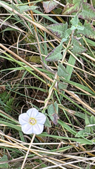 Creeping Morning Glory (Convolvulus prostratus)