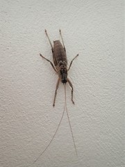 Nesoecia insignis
