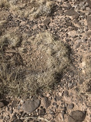 Muhlenbergia torreyi