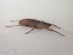Nesoecia insignis