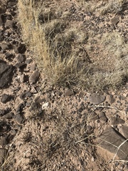 Muhlenbergia torreyi