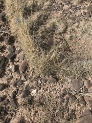 Muhlenbergia torreyi