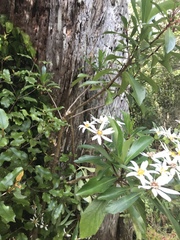 Brachyglottis kirkii