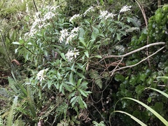 Brachyglottis kirkii