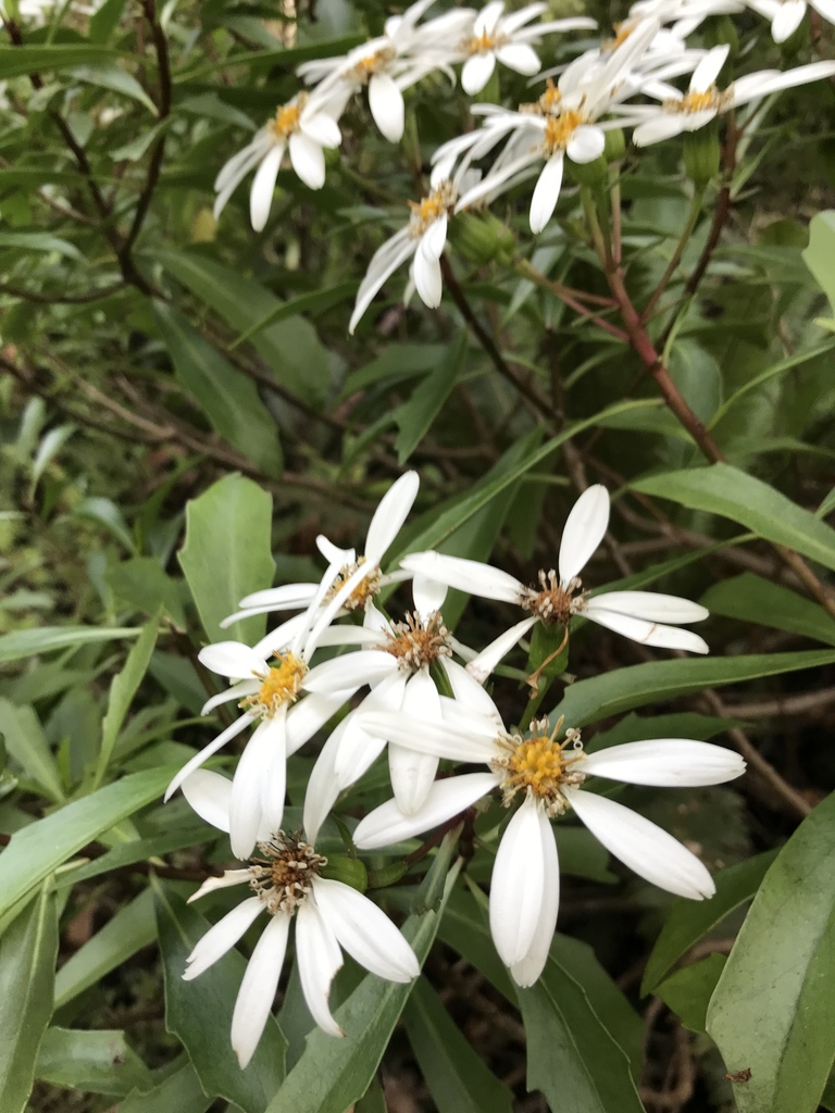 Kirk's tree daisy