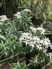 Brachyglottis kirkii