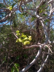 Euphorbia aprica image