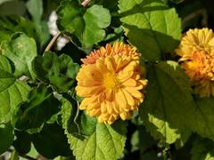 Asteroideae