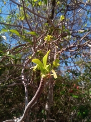 Image of Euphorbia aprica