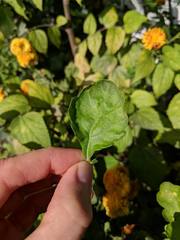 Asteroideae