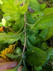 Asteroideae