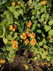 Asteroideae