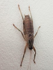 Nesoecia insignis