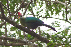 Bannerman's Turaco photo 1