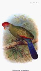 Bannerman's Turaco photo 2