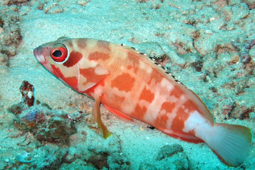 Blacktip grouper