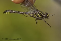 Hylogomphus apomyius