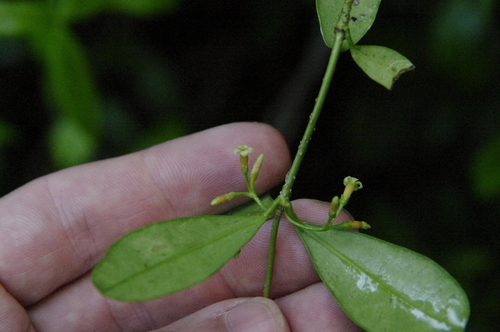 Maile (Alyxia stellata)