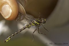 Hylogomphus apomyius