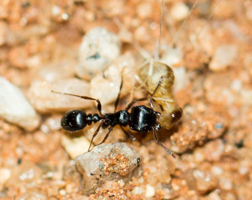 Tetramorium grandinodeTetramorium grandinode