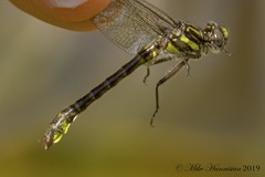 Hylogomphus apomyius