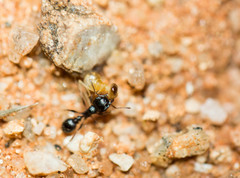 Tetramorium grandinode