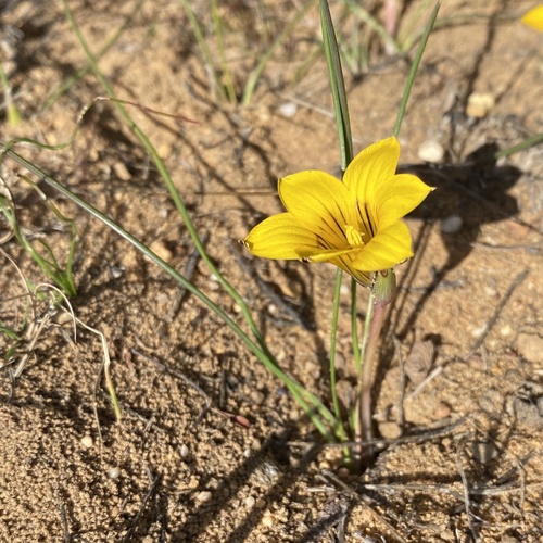 Coil Froetang (Romulea luteiflora)