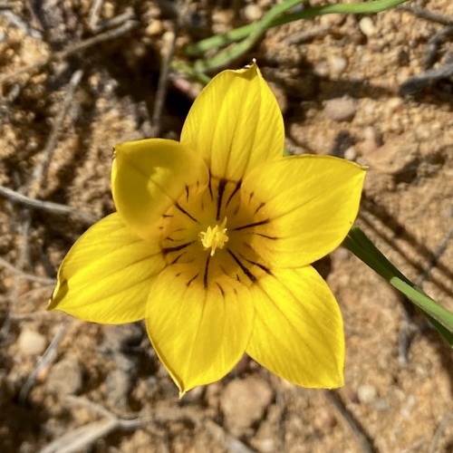 Romulea luteiflora