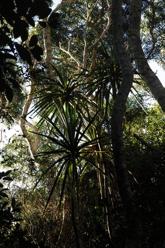 Image of Golden Hala Pepe (Dracaena aurea) by (c) Eric Knight, some rights reserved (CC BY)