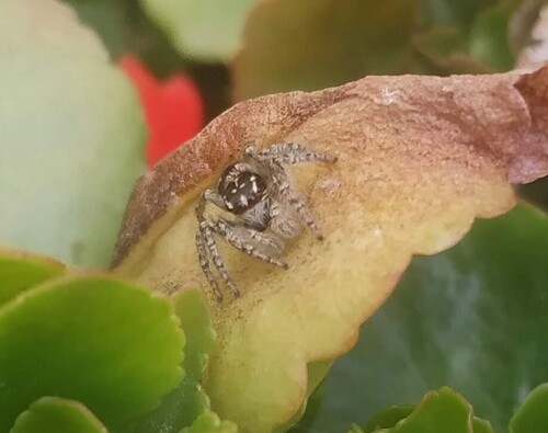 Red-bellied Jumping Spider
