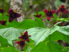 Trillium sulcatum