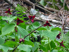 Trillium sulcatum