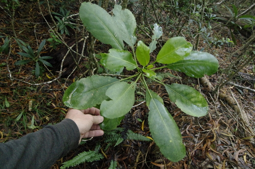 Claoxylon sandwicense