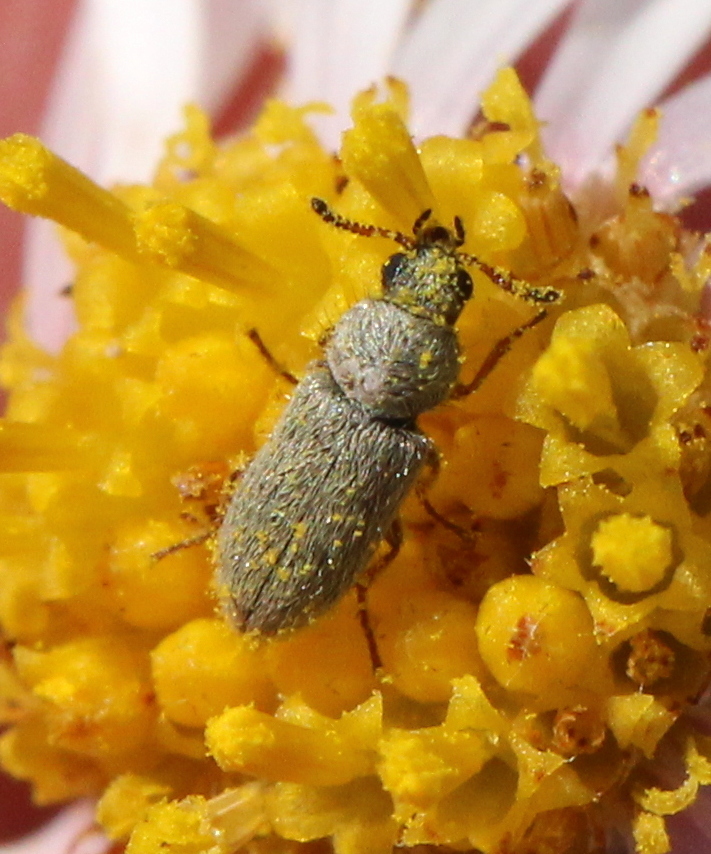 Calosotis