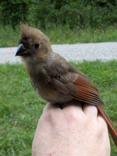 Northern Cardinal photographed in Missouri