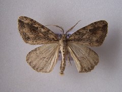 Pseudocoremia rudisata