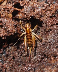 Hemiandrus maculifrons