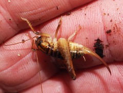 Hemiandrus maculifrons