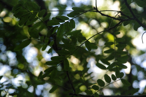 Sophora chrysophylla observed 2019-10-28