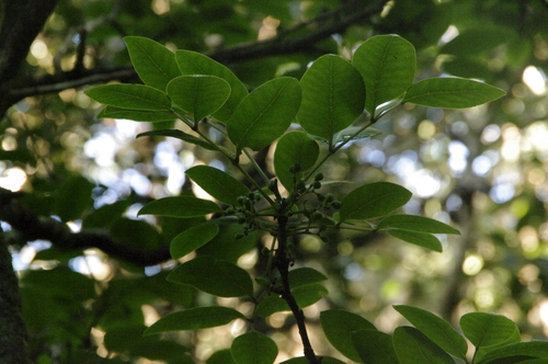 Image of Zanthoxylum kauaense by (c) Eric Knight, some rights reserved (CC BY)