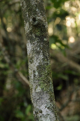 Image of Zanthoxylum kauaense by (c) Eric Knight, some rights reserved (CC BY)