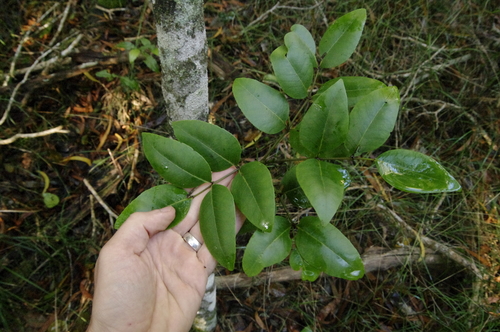 Image of Zanthoxylum kauaense by (c) Eric Knight, some rights reserved (CC BY)