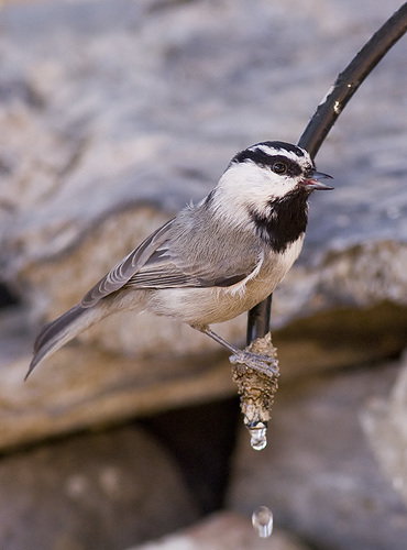 Mountain Chickadee