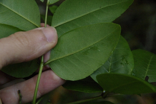 Image of Zanthoxylum kauaense by (c) Eric Knight, some rights reserved (CC BY)